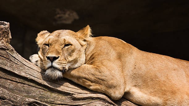 Mysuru zoo's 21-year-old lioness Rakshitha dies of age-related illness