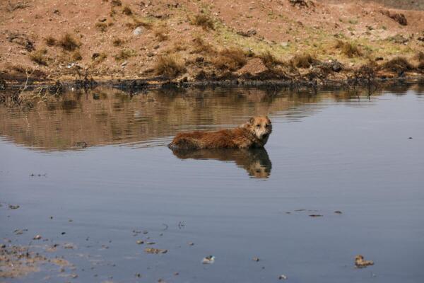 A dog sits in oily wastewater in the Hasaka countryside, Syria.