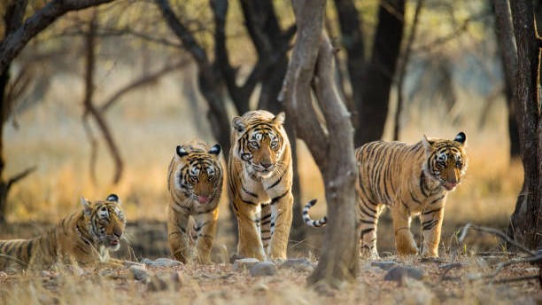 Notice to religious bodies over tiger reserve encroachments