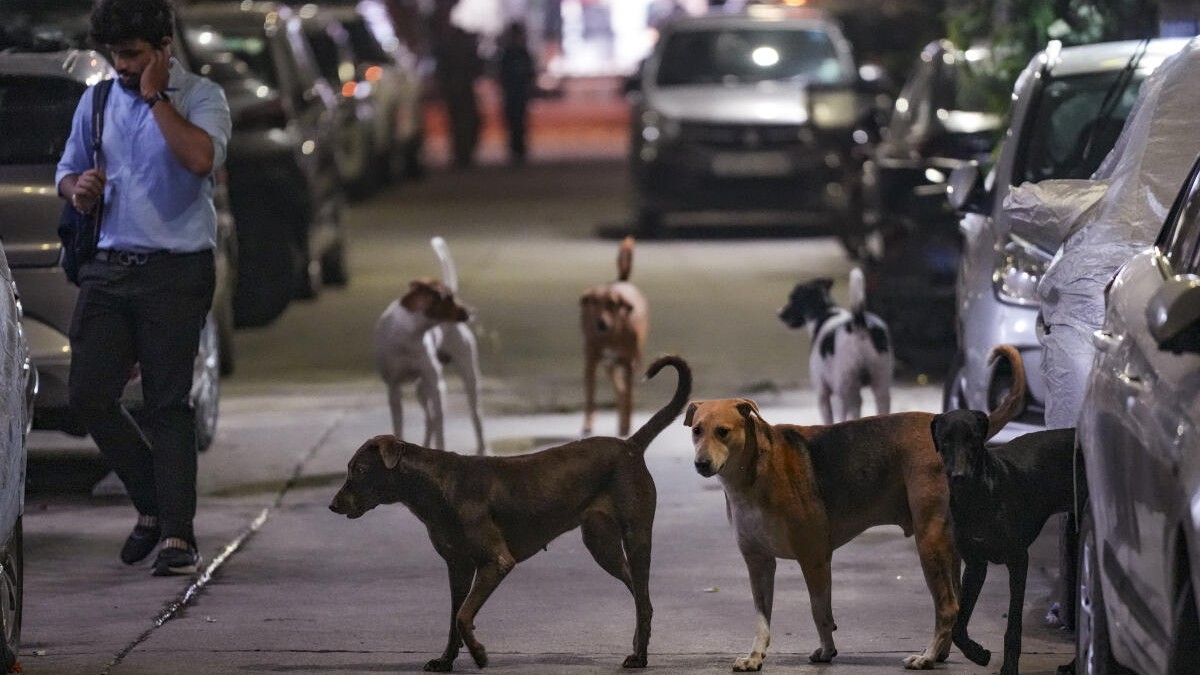 'Mass sheltering no solution to stray dog problem': Animal activists critical of Supreme Court directive