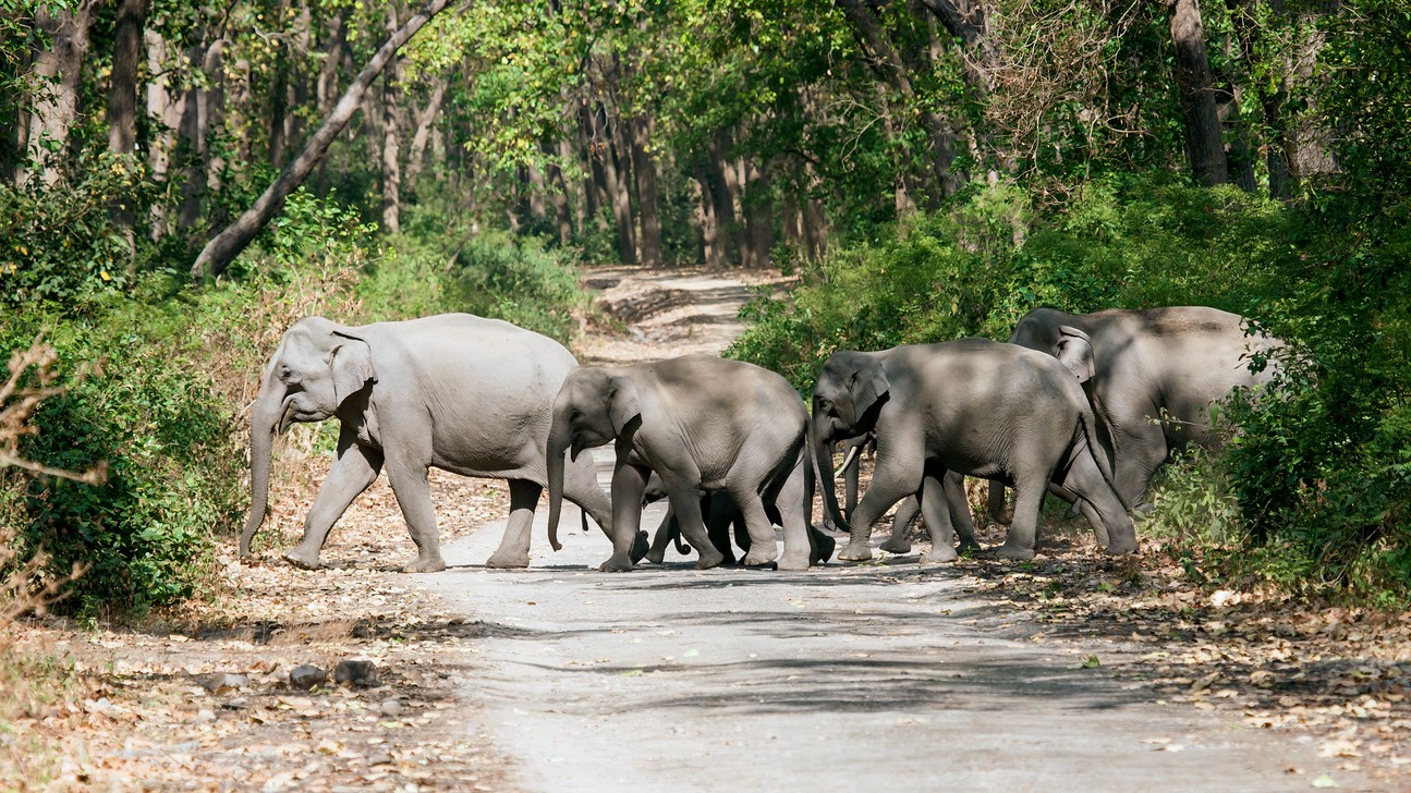 Rule of the wild: Do Not Disrupt