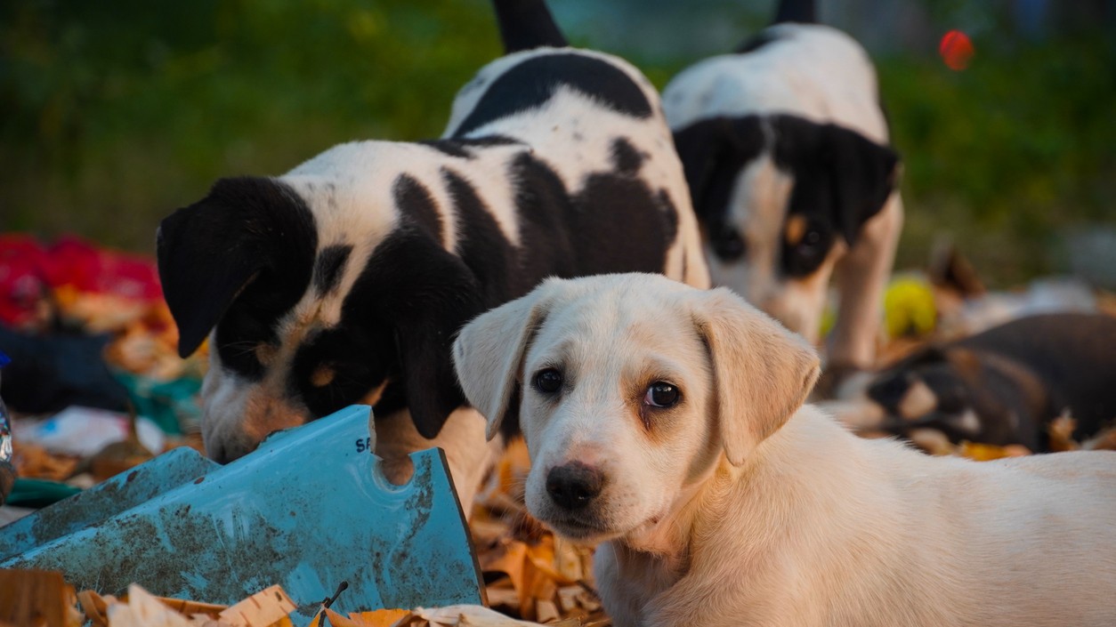 Strays in shelters an inhuman solution