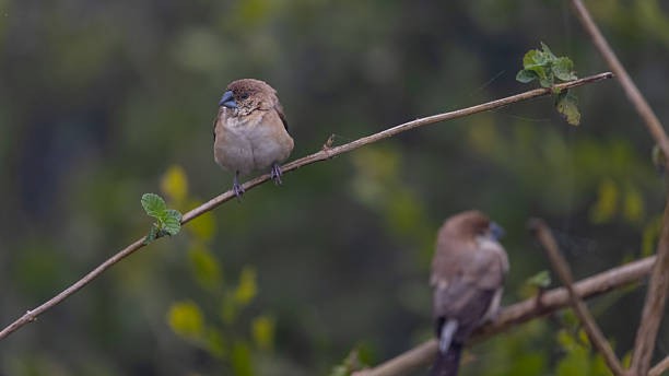 Tropical bird populations reduced by a third since 1980, reveals study