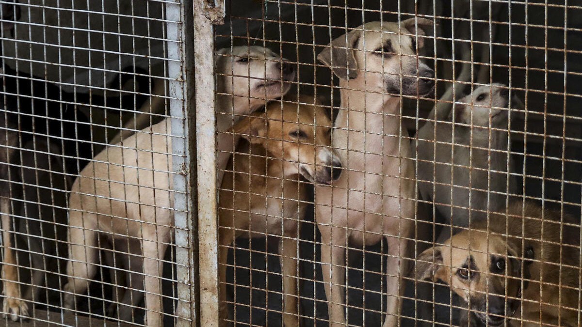 Want fewer stray dogs and zero rabies cases? Follow ABC formula, not displacement