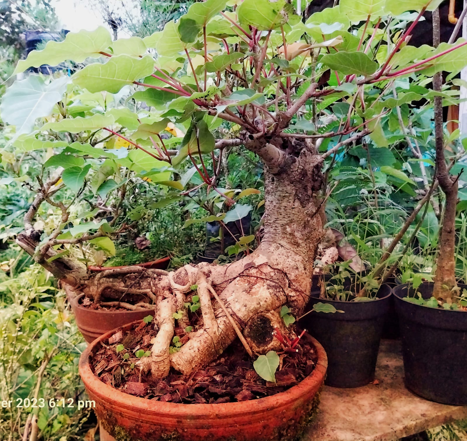 Bonsai article