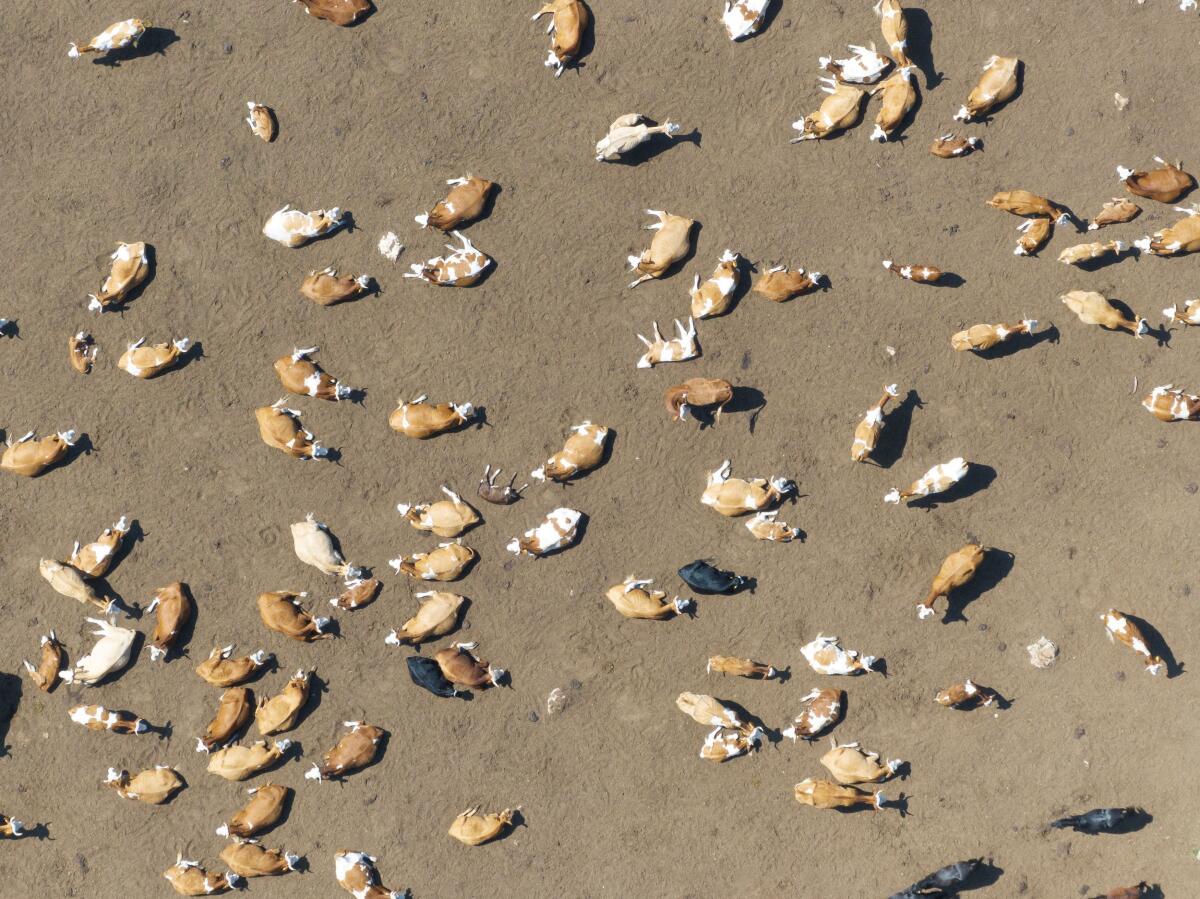 Drone view shows a herd of cattle on dried pastures amid a severe drought that has dried up Suva Planina mountain's main springs, near the town of Bela Palanka, Serbia 
