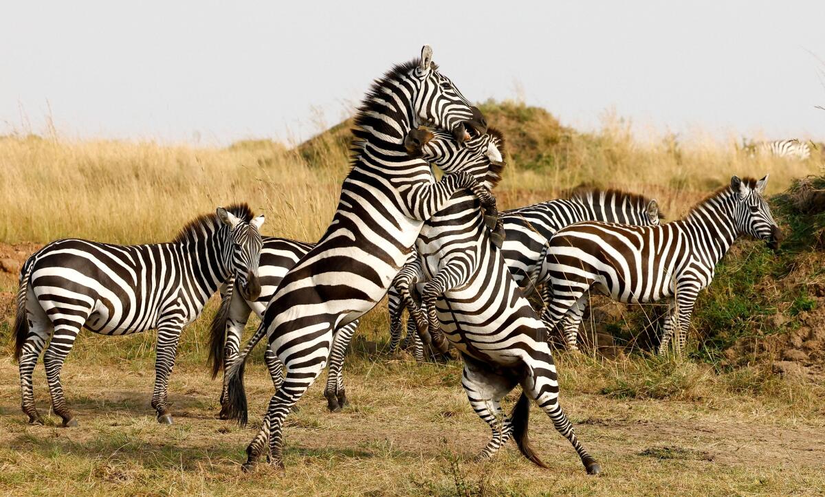 Zebras tussle as they graze in the plains of the Maasai Mara game reserve, in Narok county, Kenya