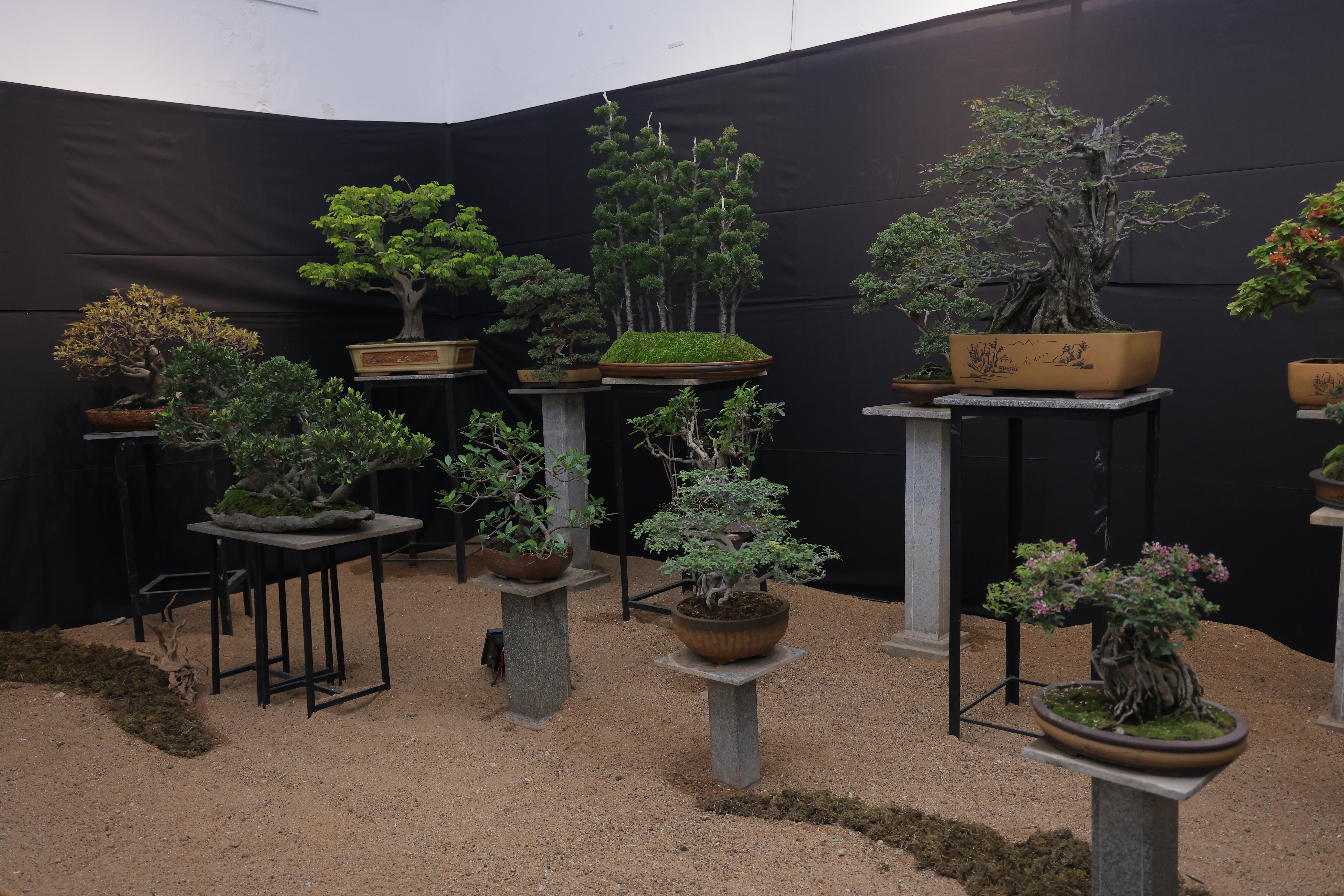 Bonsai article