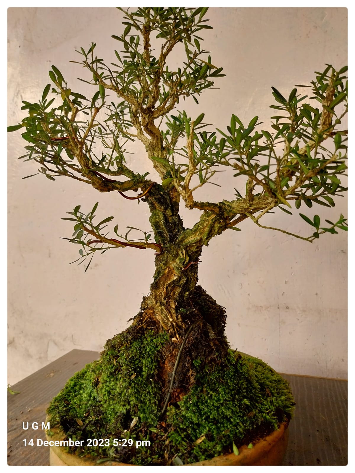 A box tree growing on a rock. Photo courtesy Gopinath Mallya
