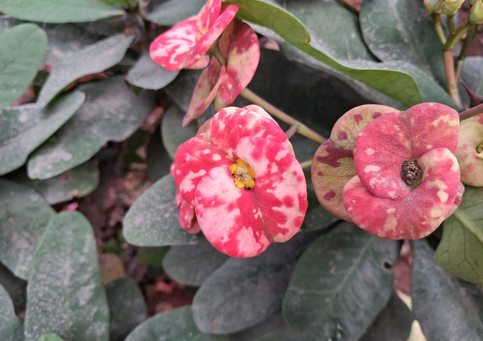 Samsung Galaxy M36's camera sample.