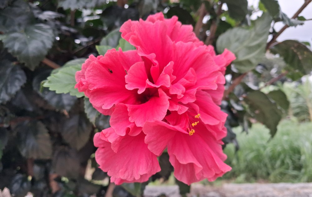 Samsung Galaxy M36's camera sample.