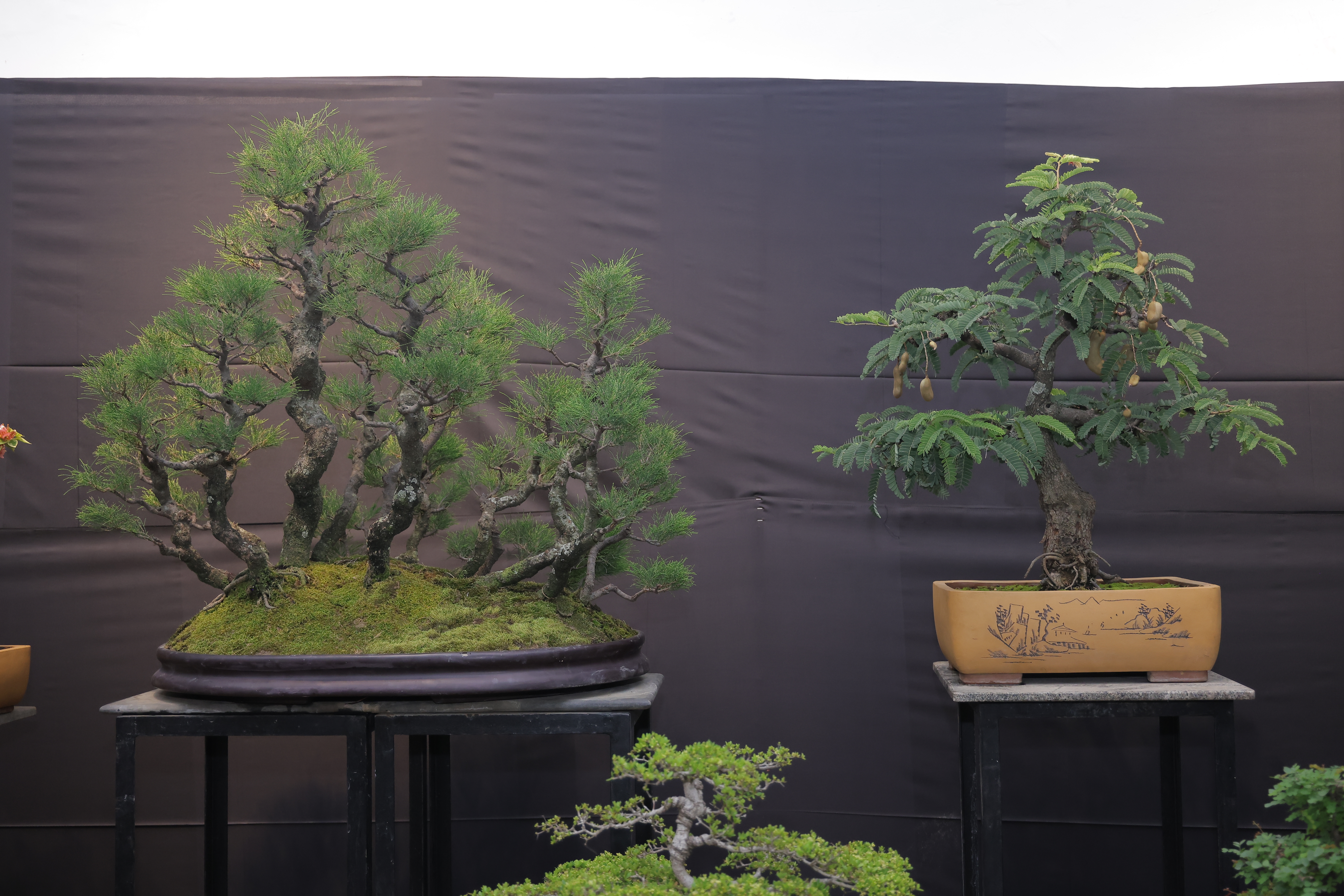 Bonsai article