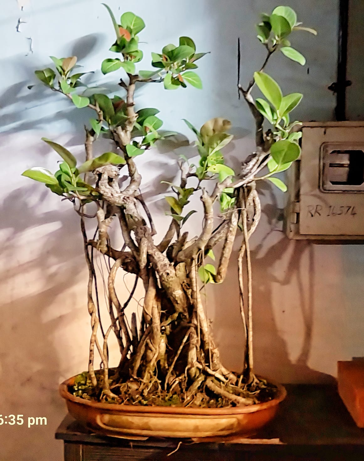 A miniature Banyan tree about 45 years old. Photo courtesy Gopinath Mallya