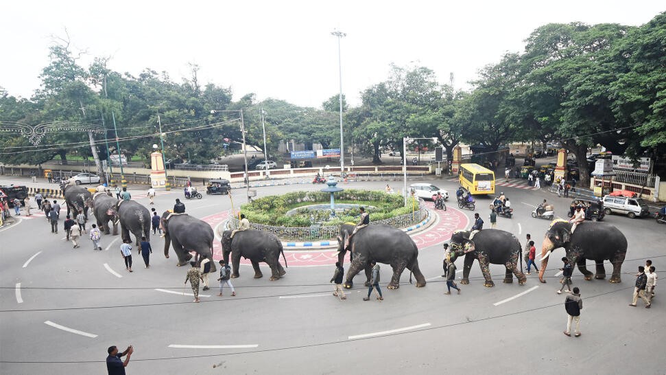 Training for Dasara elephants begins in Mysuru