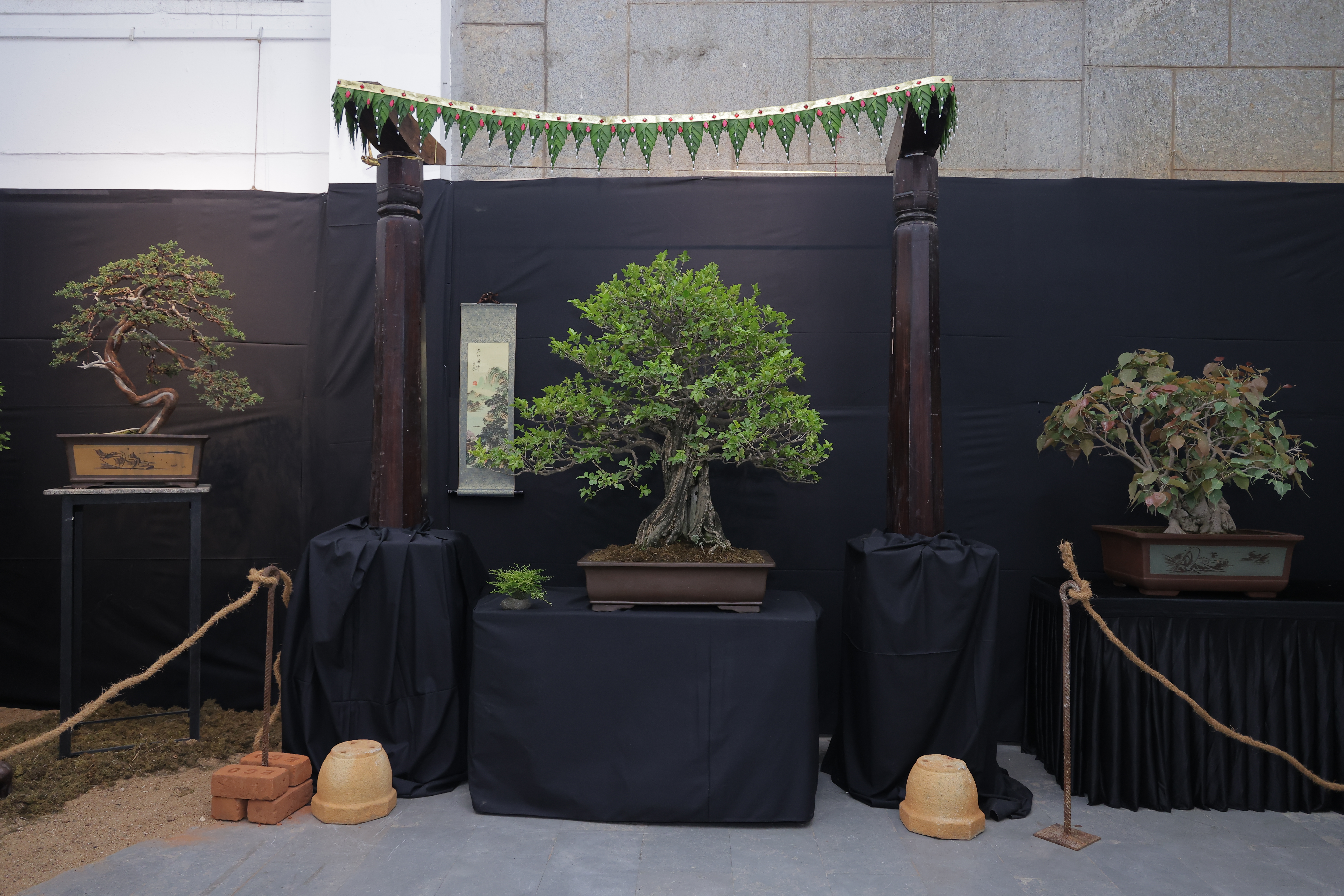 Bonsai article