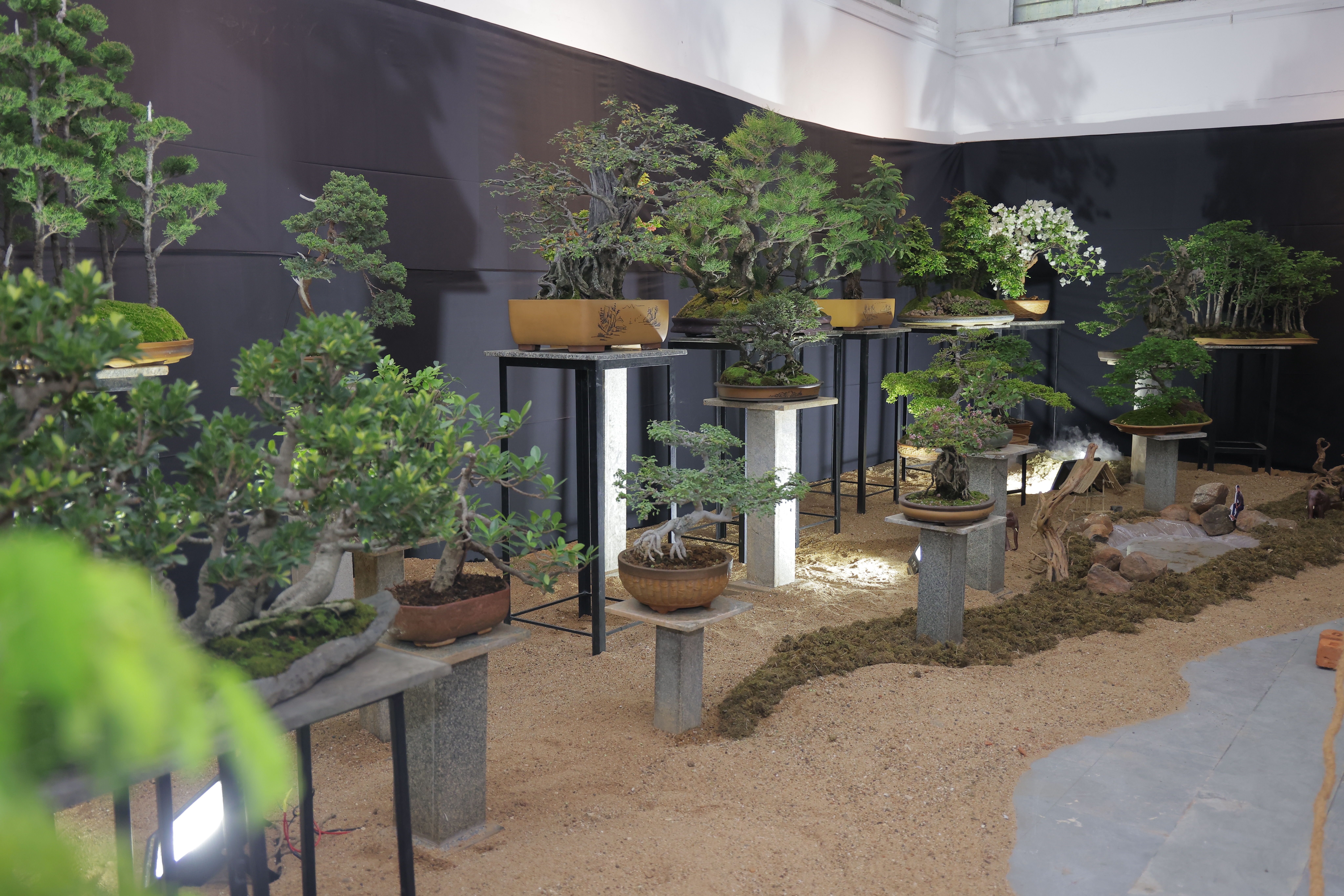 Bonsai article