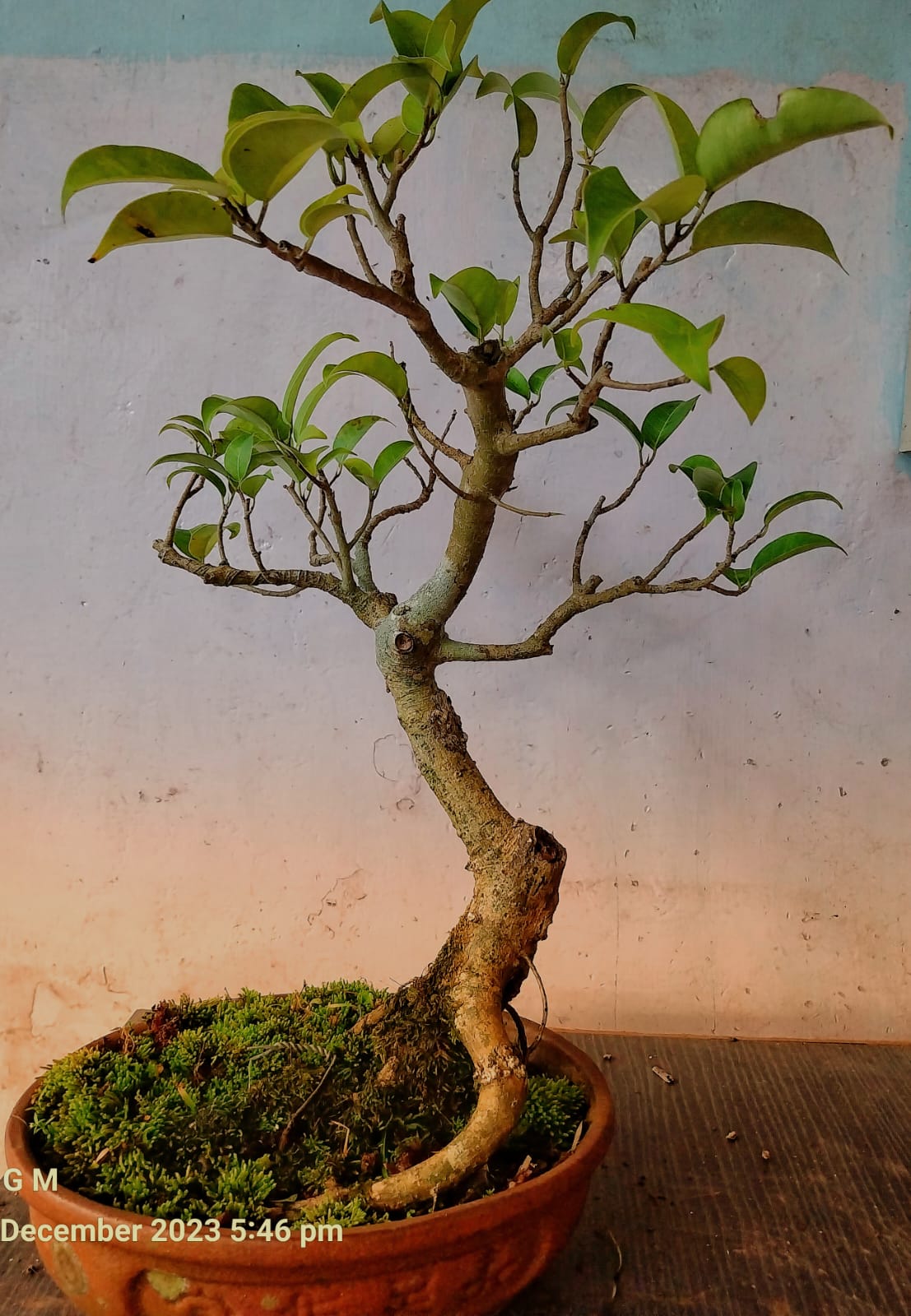 Bonsai article