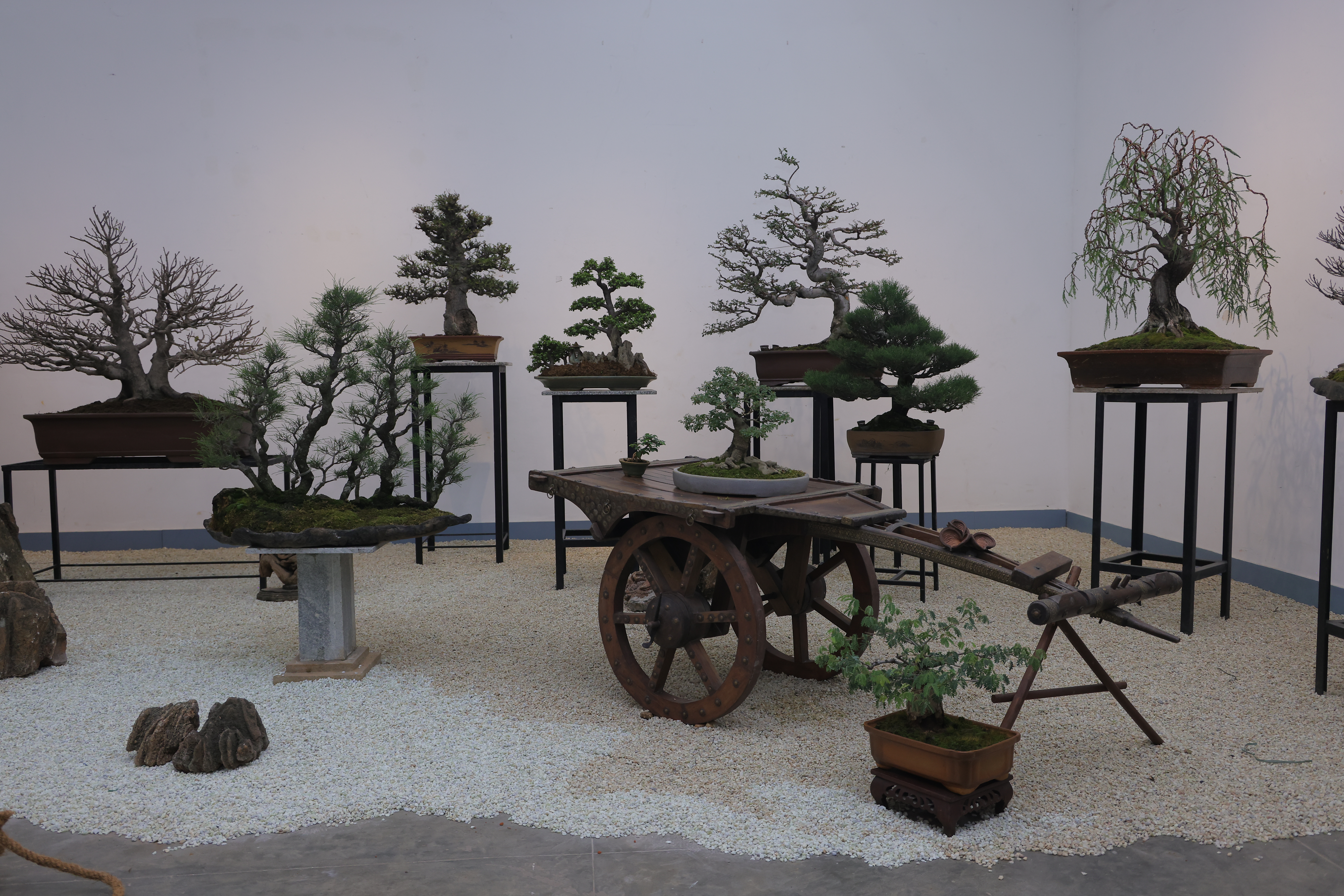 Bonsai article