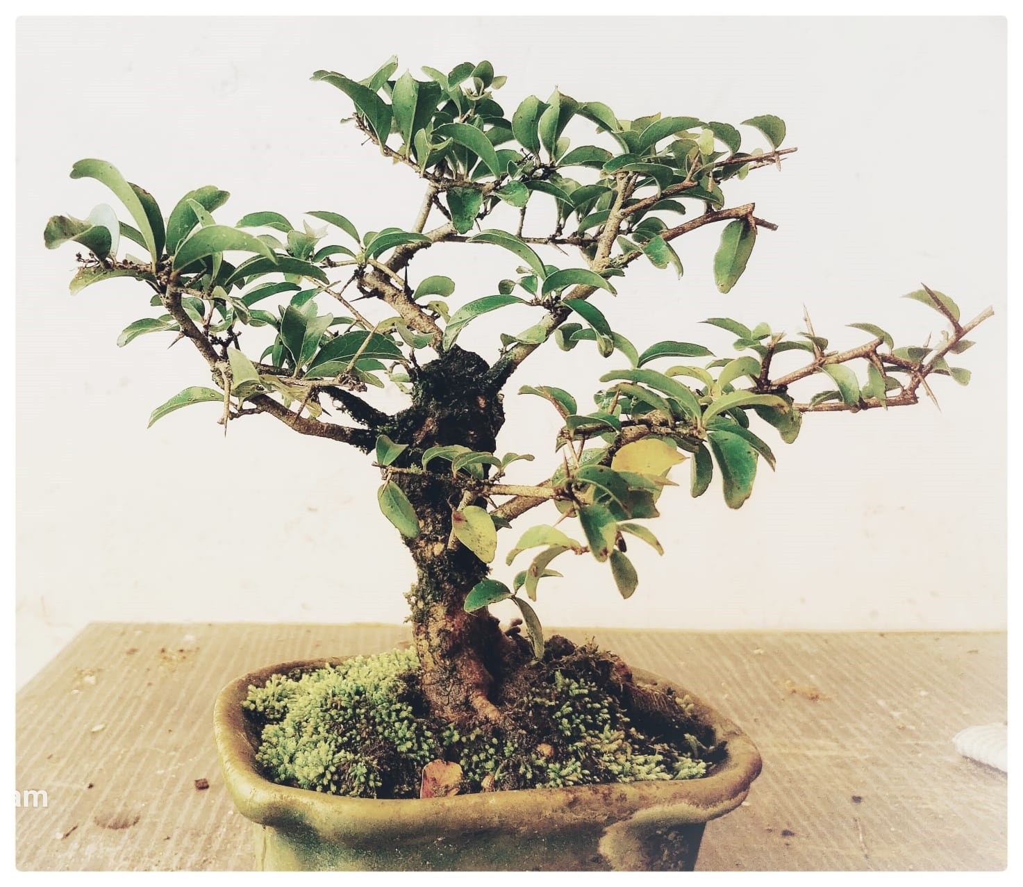 A wild shrub about 35 years old and 6 inches tall. Photo courtesy Gopinath Mallya