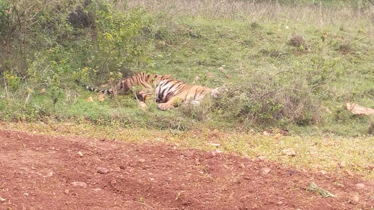 Tiger found injured at Bandipur forest, shifted to rehab centre in Mysuru for treatment
