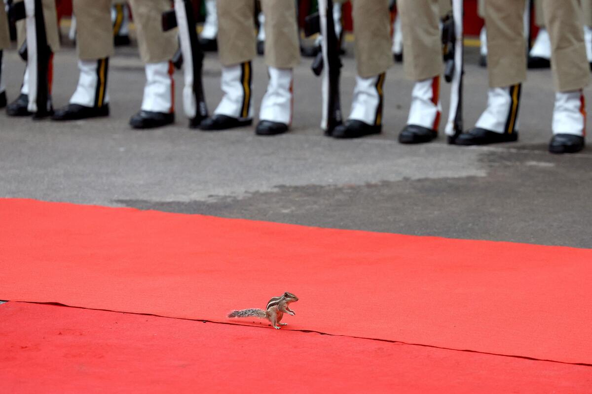 A squirrel moves on the red carpet during Independence Day celebrations at the historic Red Fort