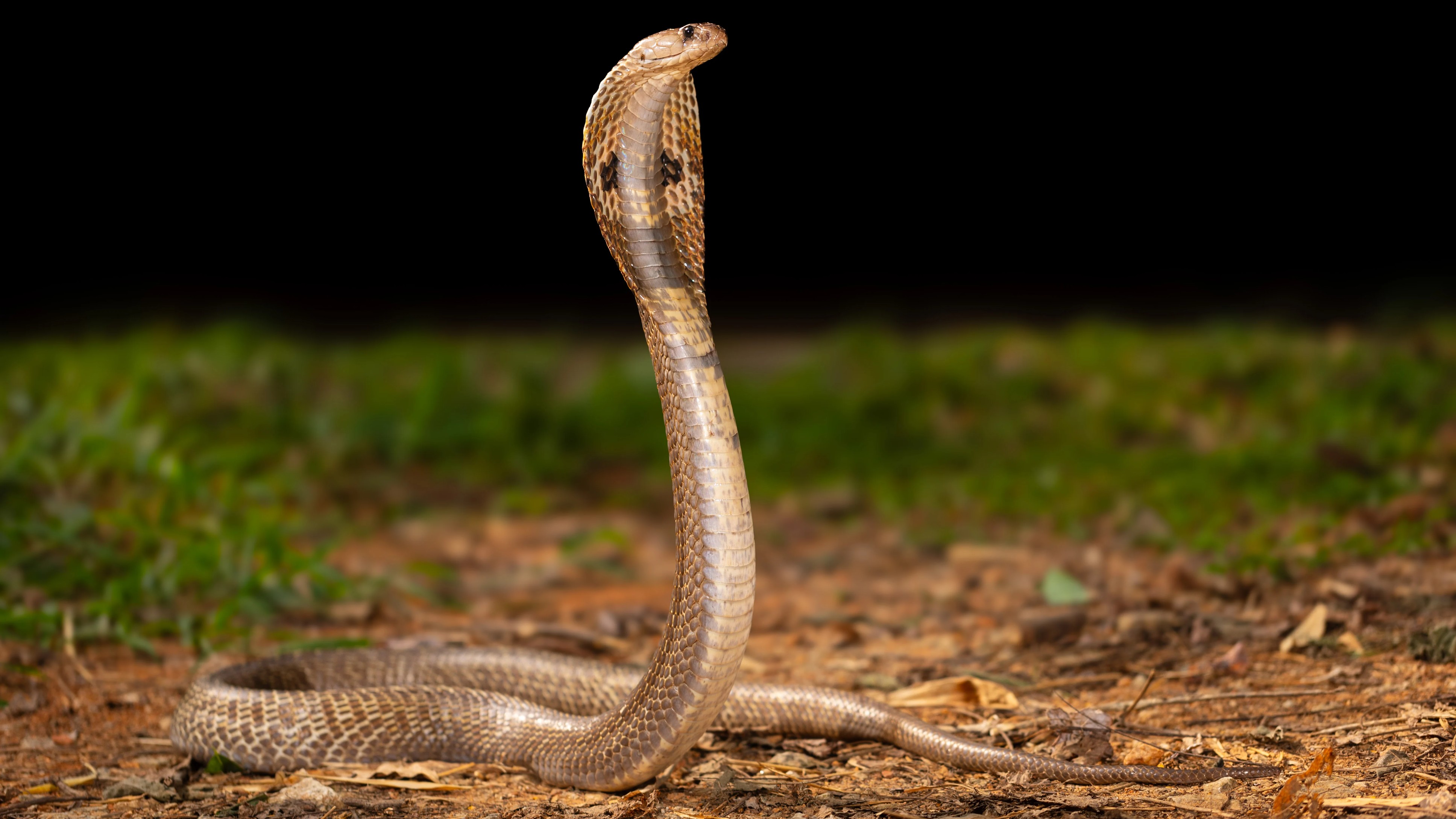 Karnataka has 'poisonous' urban problem: Snakebite cases, deaths surge as cities expand