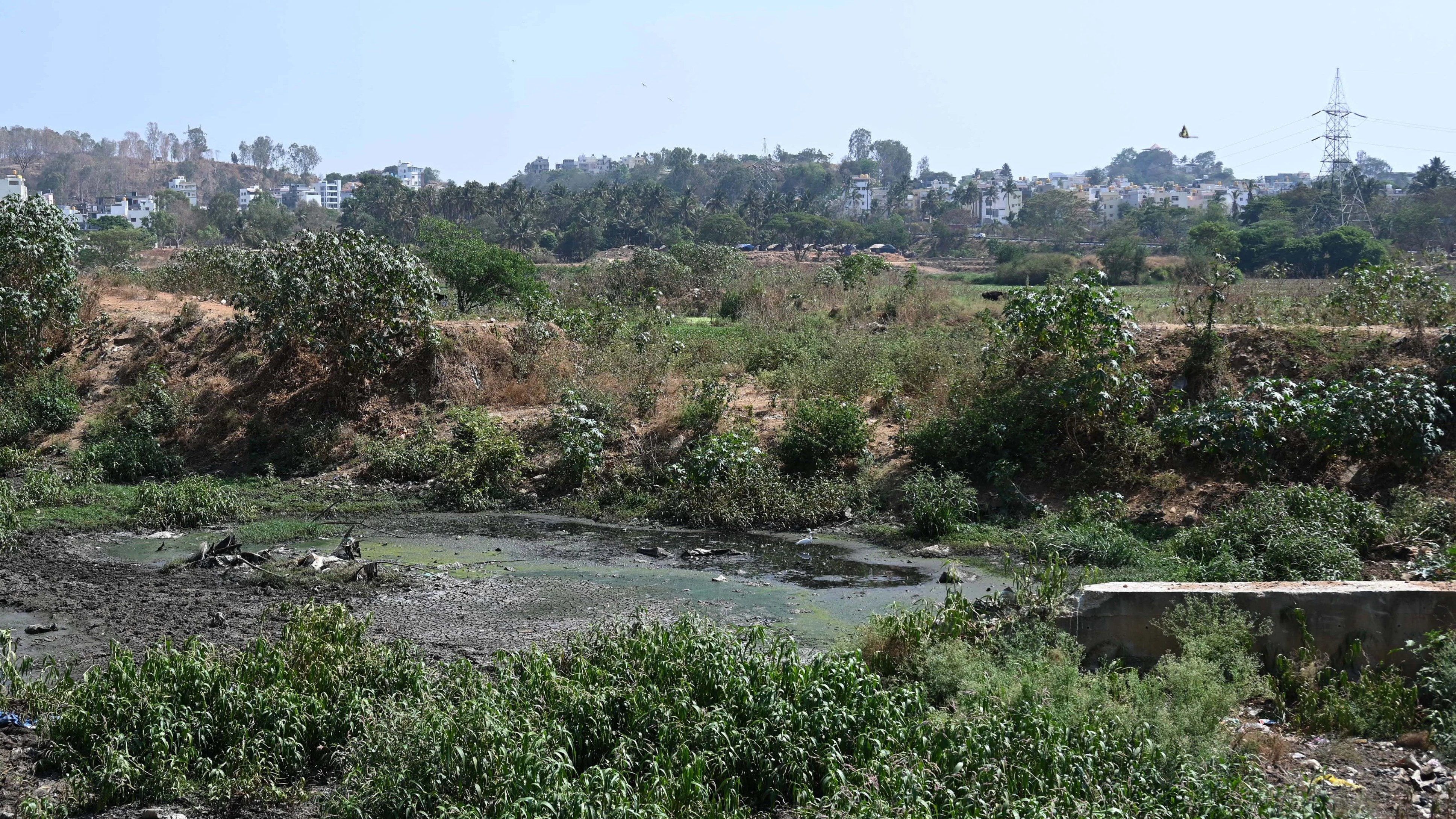 Karnataka: Sewage main cause for low oxygen in lakes, says KSPCB  