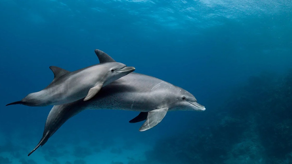 Dolphin calf rescued, released into sea again in Karnataka