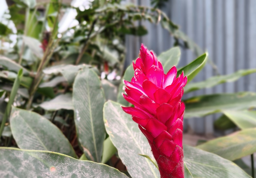 Motorola Moto G96 5G's camera sample.
