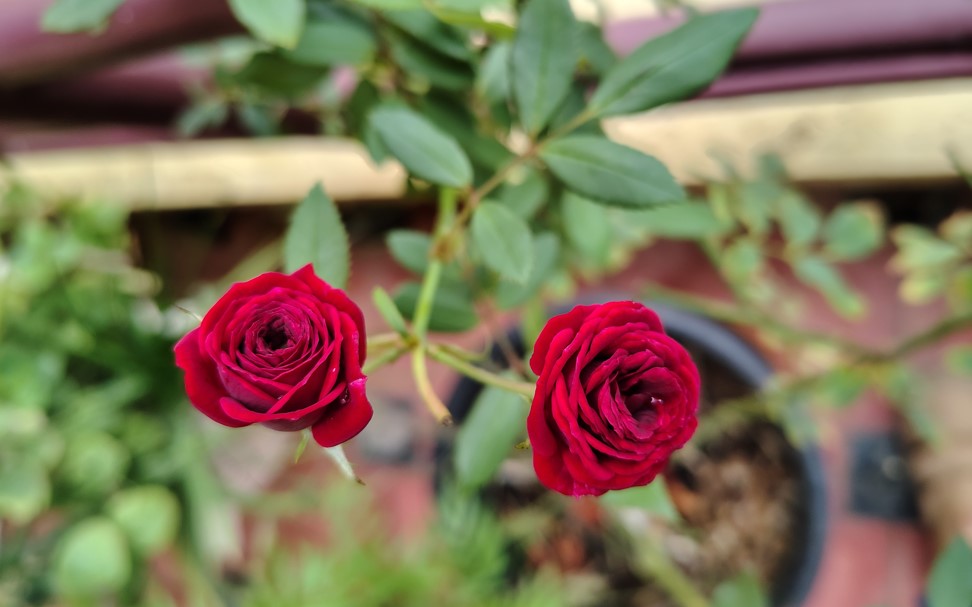 Motorola Moto G96 5G's camera sample.