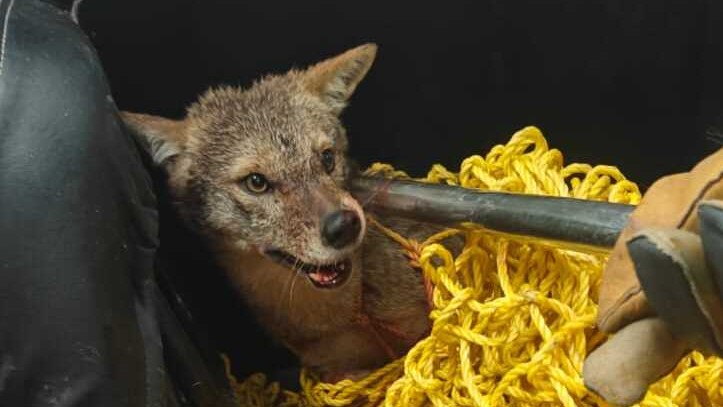 Fox goes on biting spree in Karnataka's Raichur; four injured