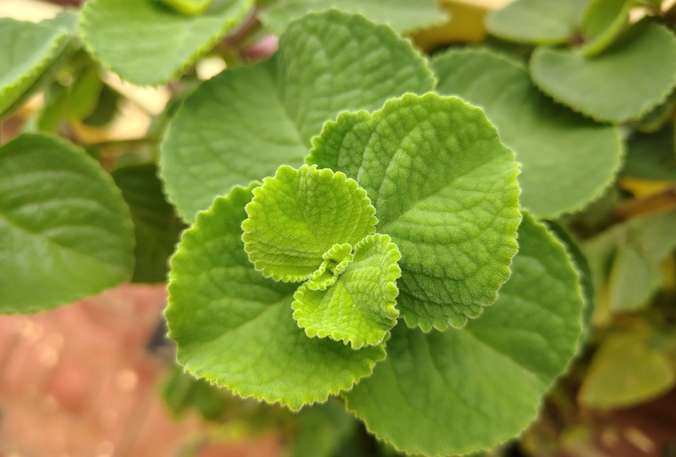 Motorola Moto G96 5G's camera sample.