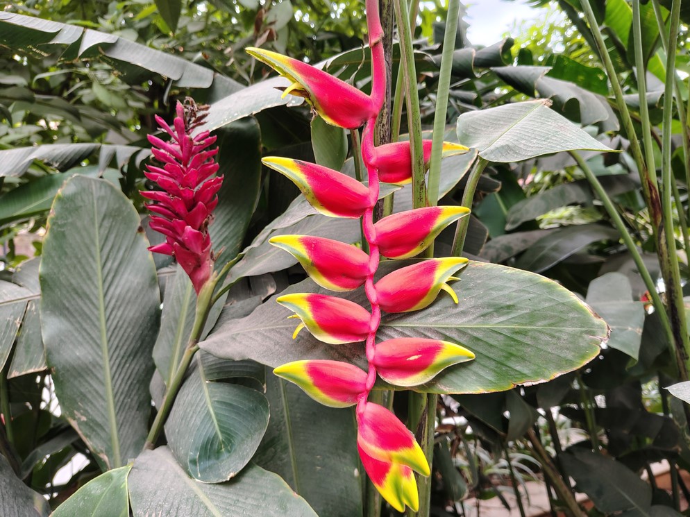 Motorola Moto G96 5G's camera sample.