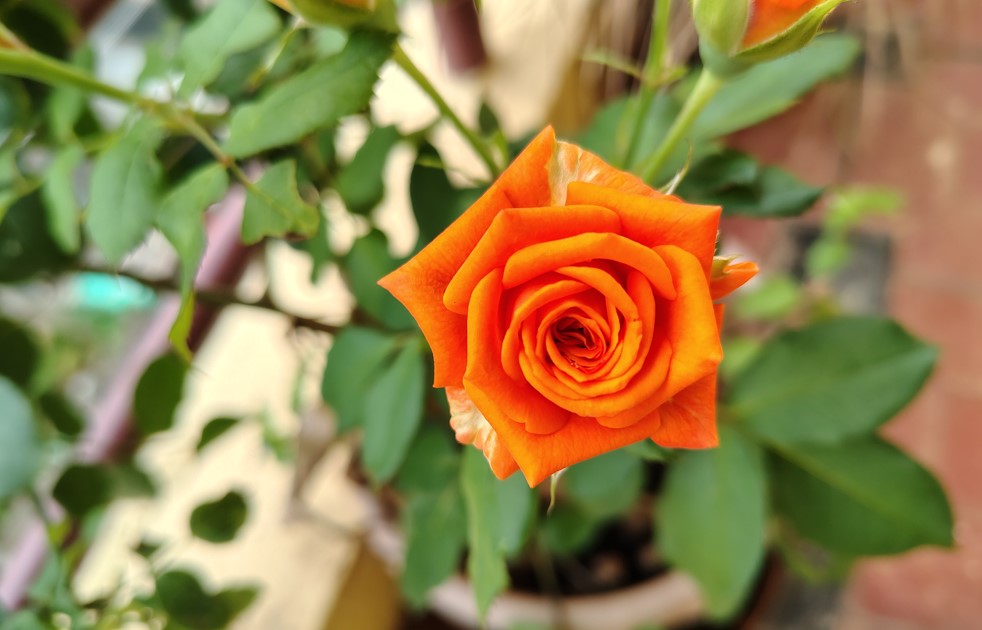 Motorola Moto G96 5G's camera sample.