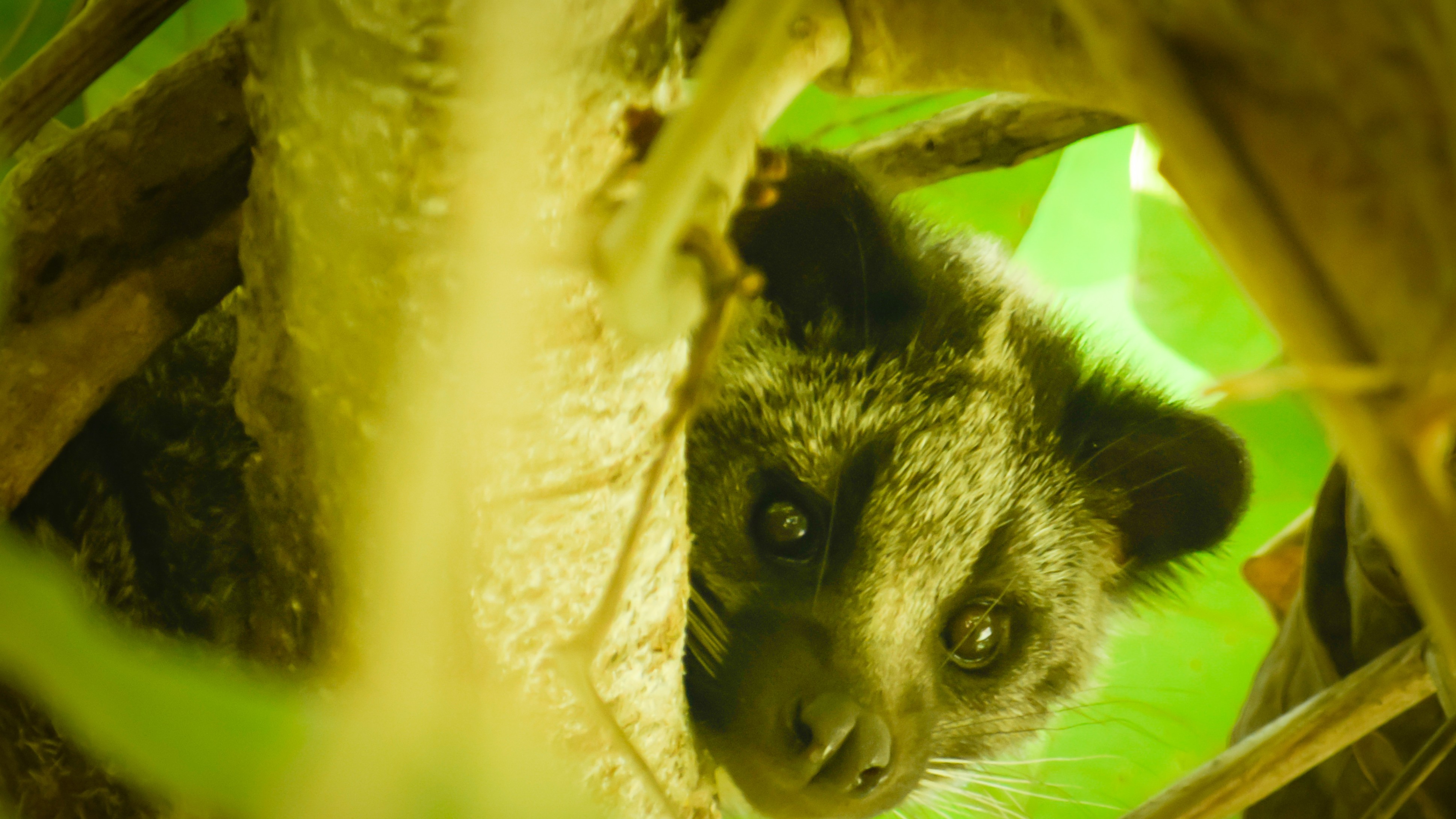 'Unbearable bad smell' halts proceedings at Kerala Chief Justice's court after civets urinate inside room
