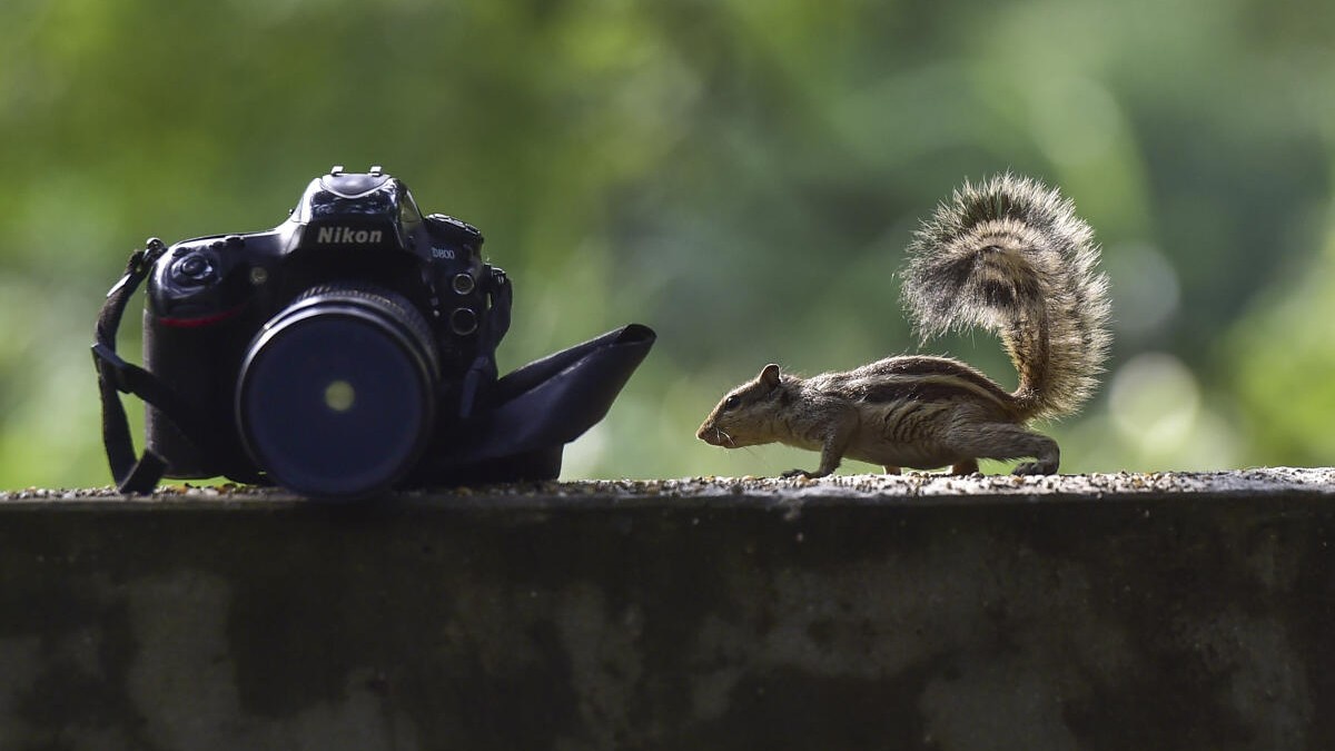 A squirrel looks at a digital camera on the eve of World Photography Day, in Jalandhar, Punjab.