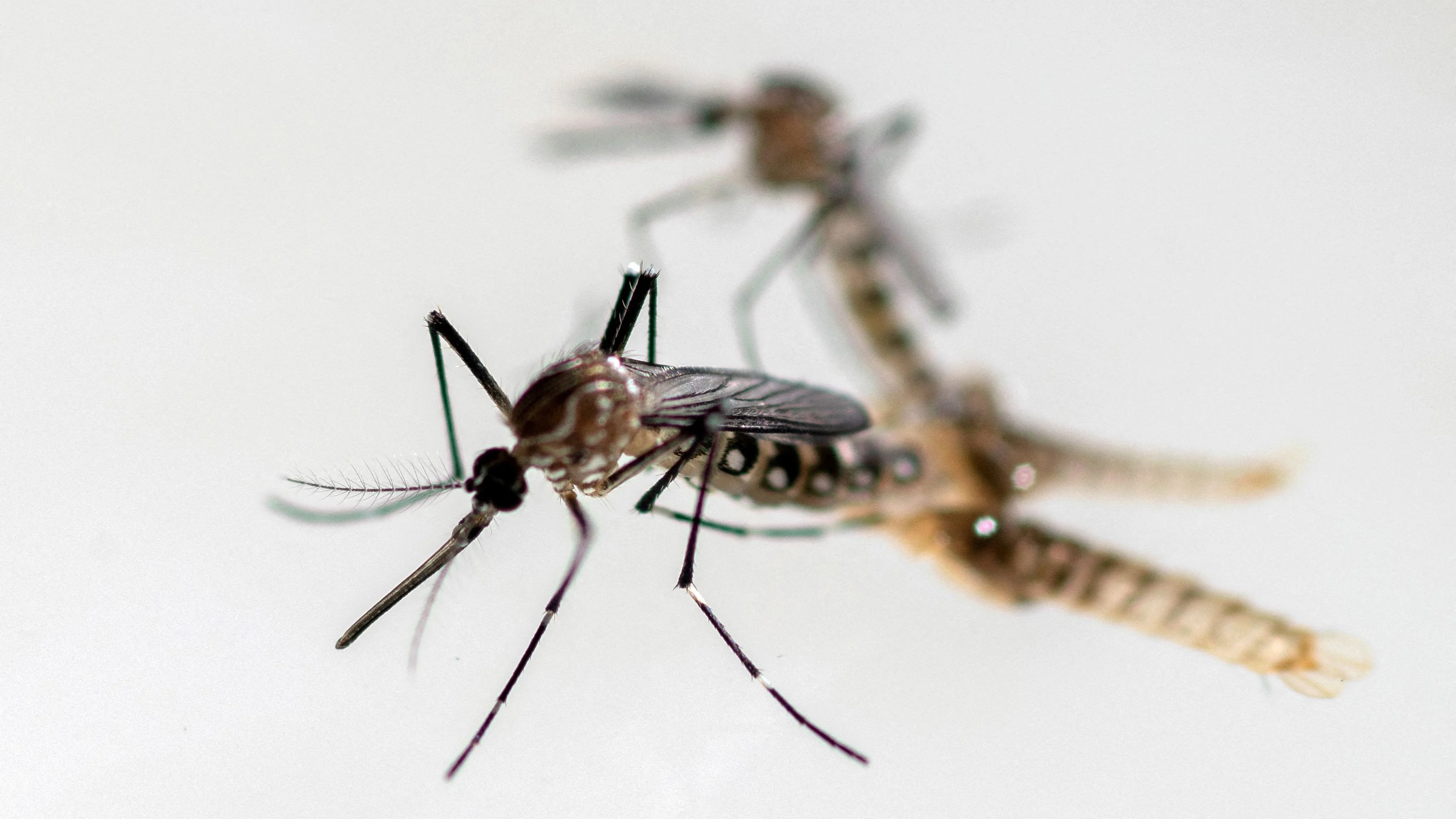 Climate change fuels chikungunya surge globally