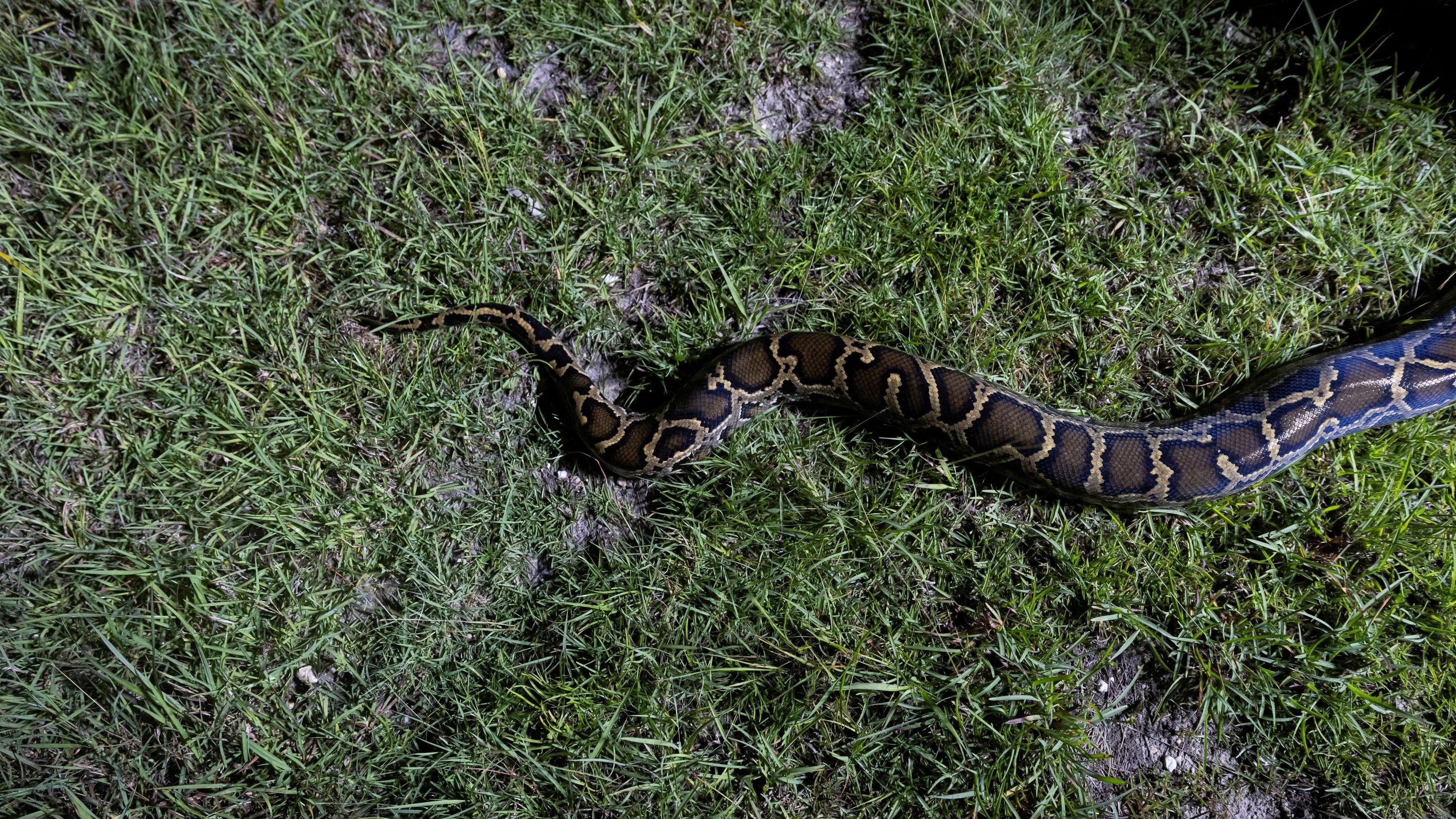 10-ft-long Indian Rock Python rescued from residential society in Mumbai