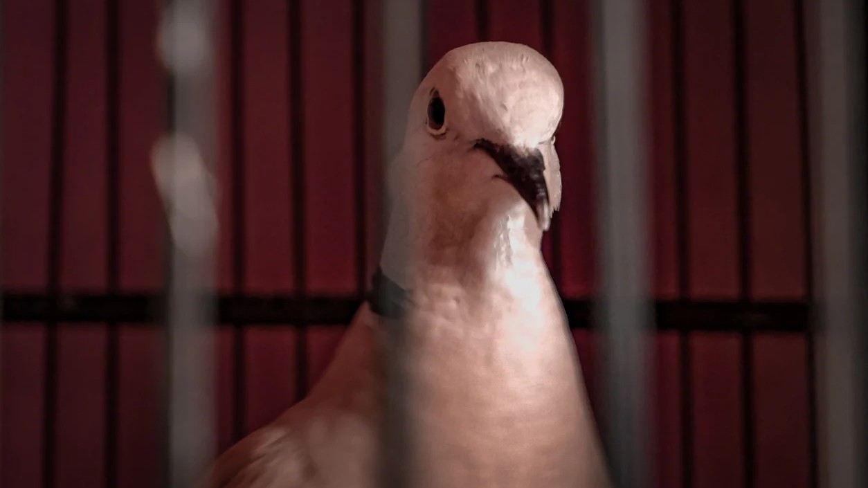 Terror courier-pigeon with chit to blow up Jammu station nabbed near border, security tightened