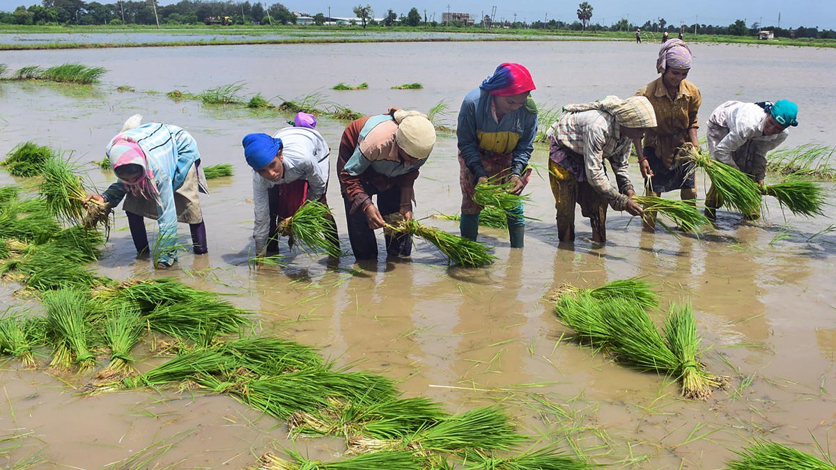 Eight lakh hectares of crops damaged in Maharashtra due to heavy rains 