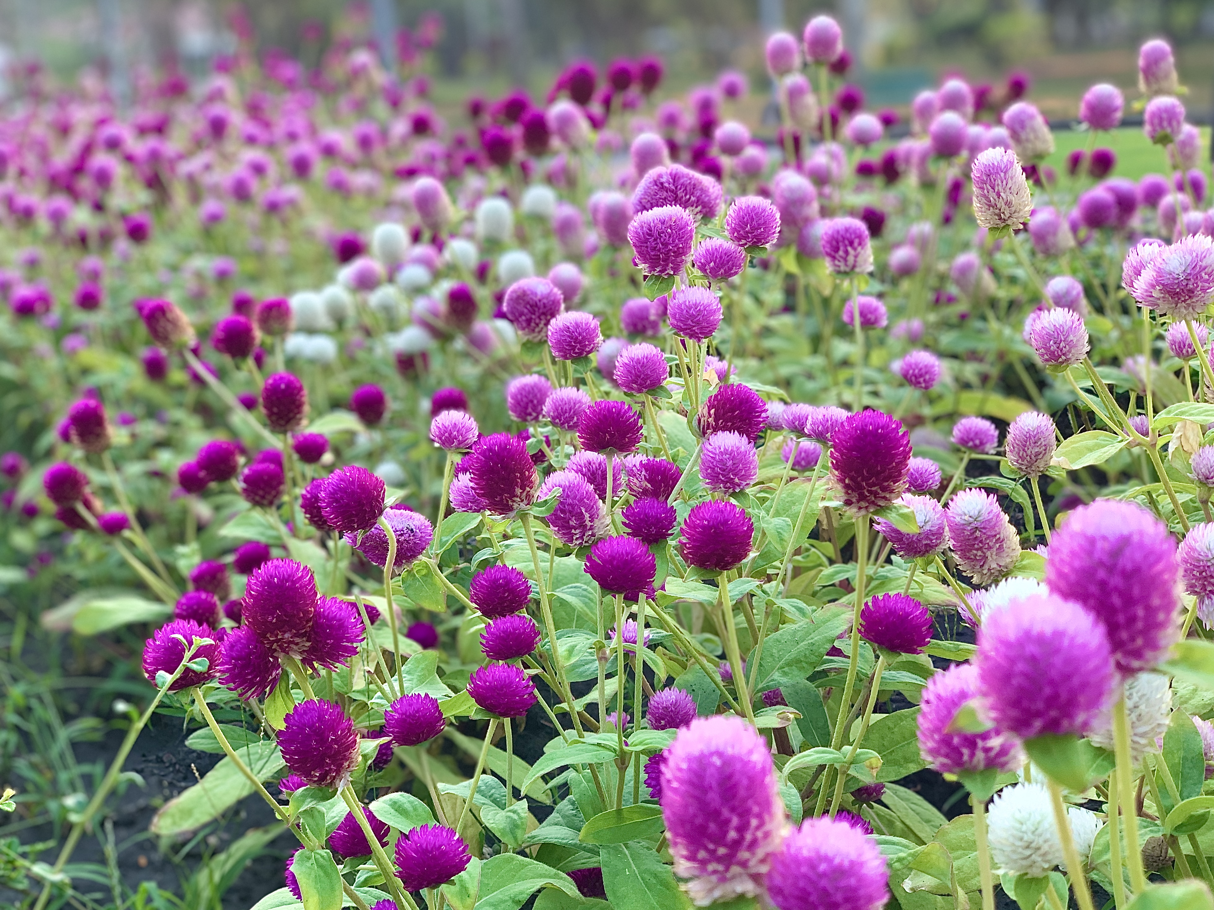 Globe Amaranth