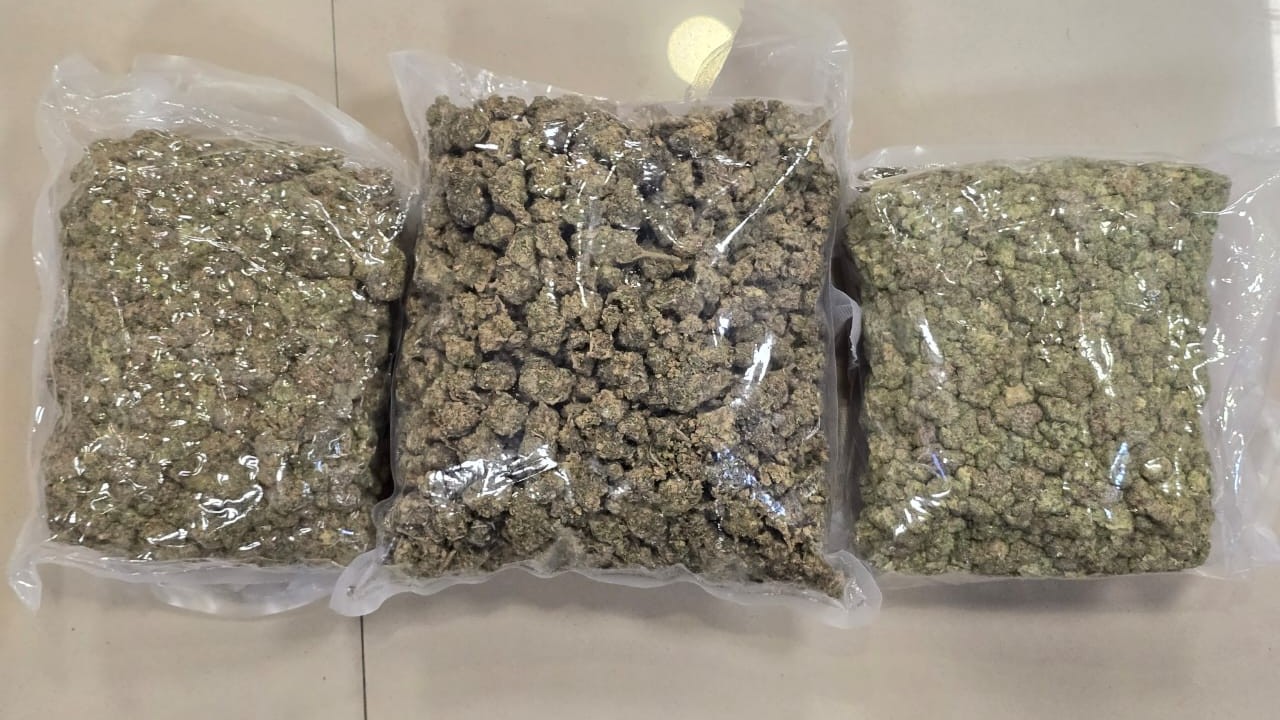 DRI busts drug syndicate; seizes Rs 72-cr worth of hydroponic weed in pan-India operation