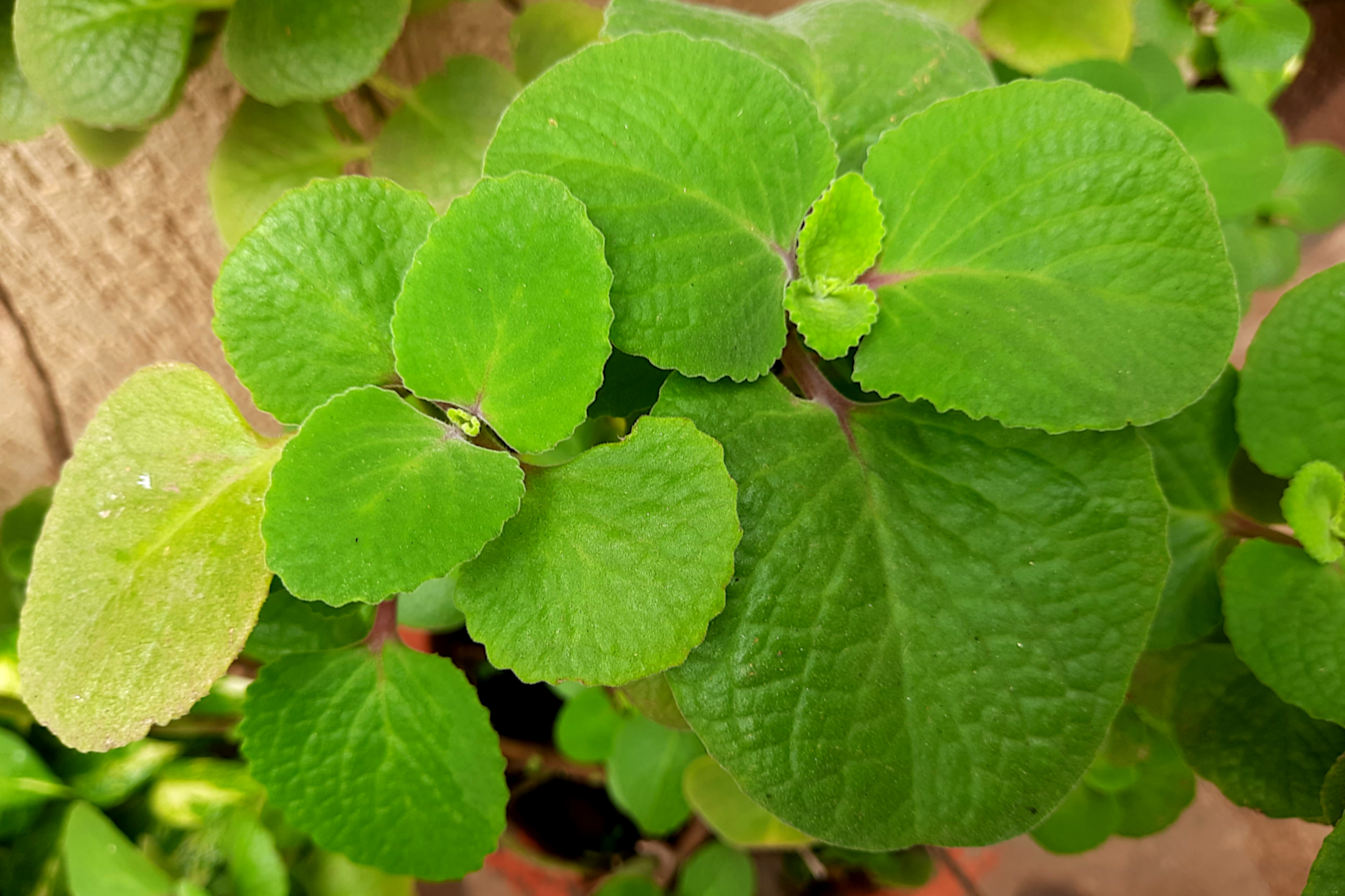 Medicinal Plant Ajwain