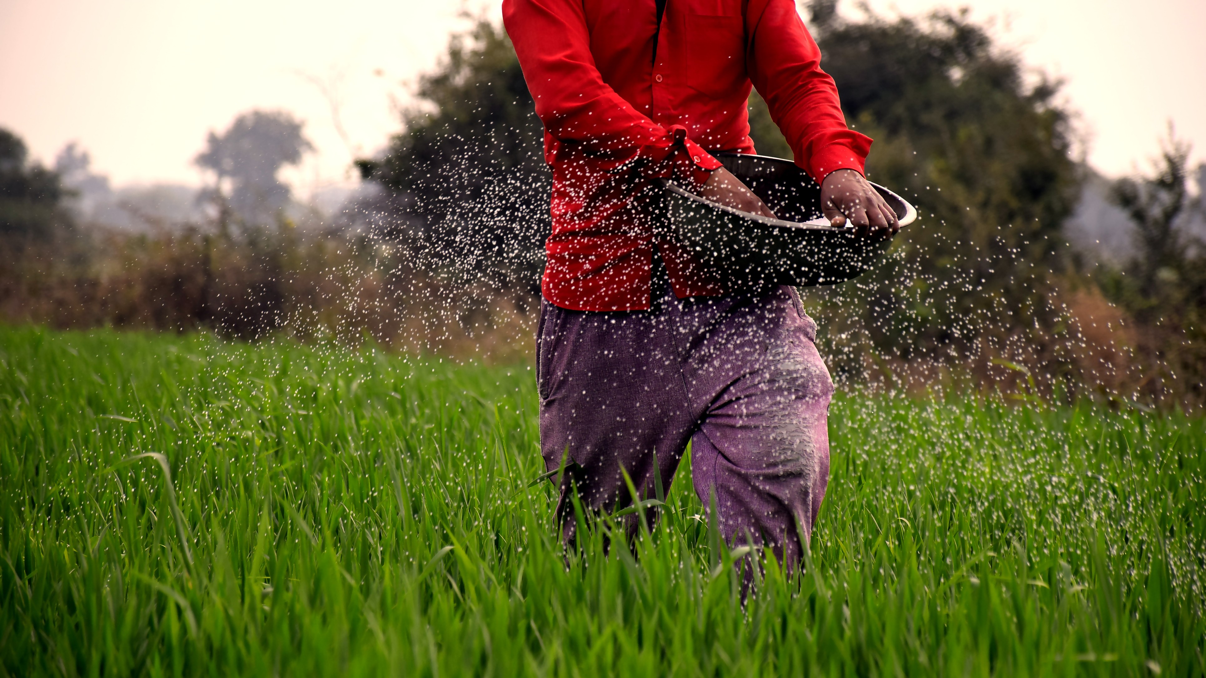 Sufficient availability of fertilisers for Kharif season : Centre