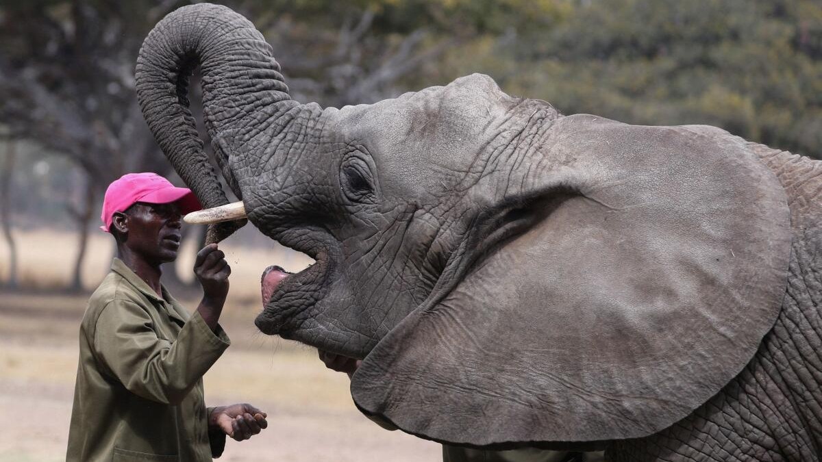 January Gweshe, a senior animal caregiver, feeds an orphaned elephant named Kadiki (The Little One) at Wild is Life, in Harare, Zimbabwe.