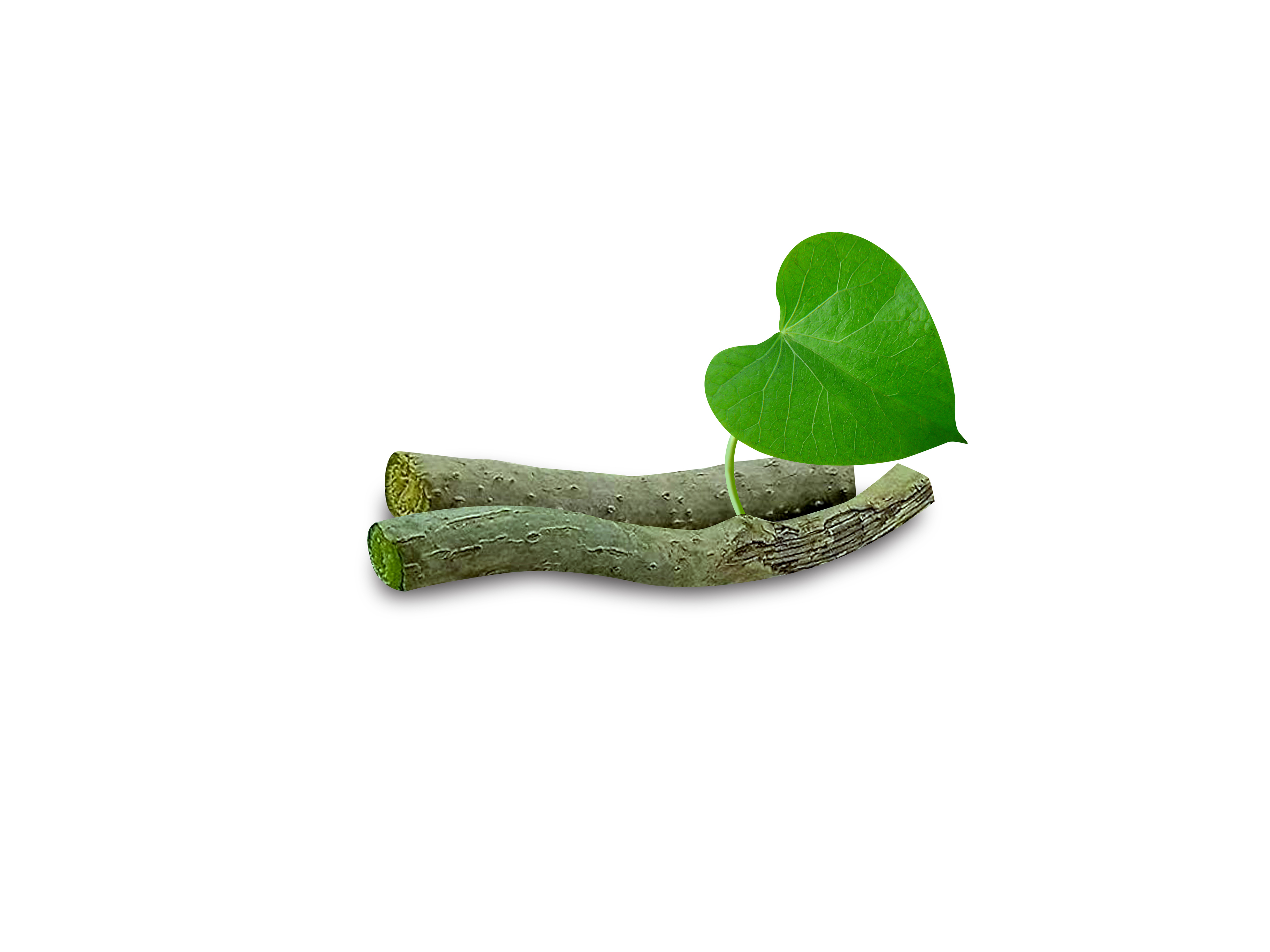 Tinospora cordifolia