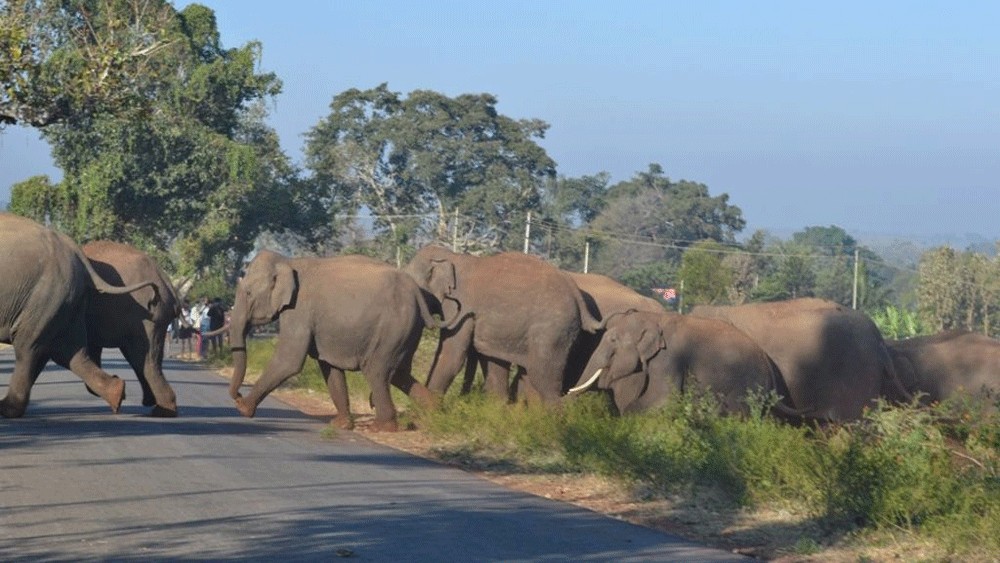 Environmentalists urge Kerala government to revoke 'unscientific' proposals to curb man-animal conflict