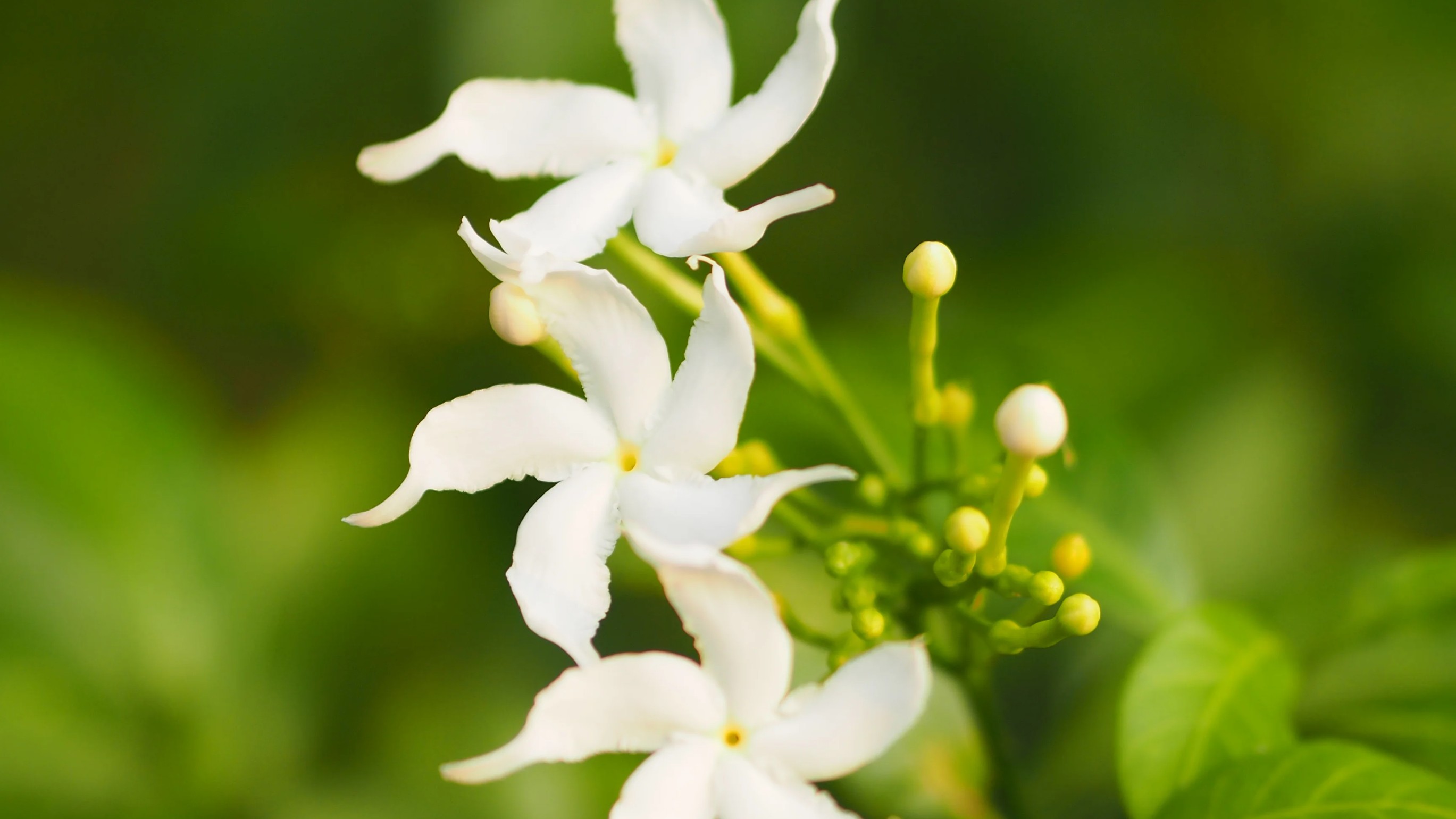 Moonbeam in the garden: The timeless appeal of crepe jasmine