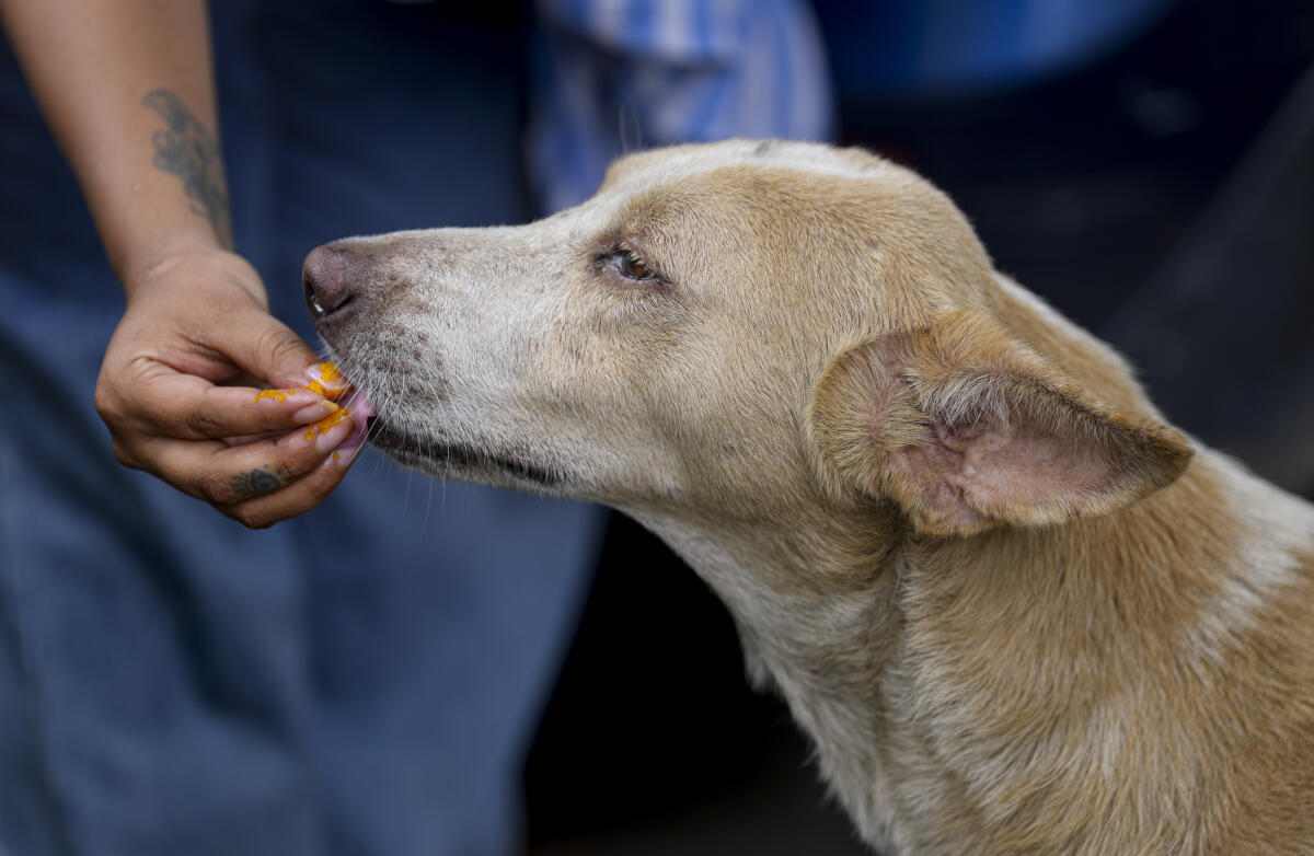 An animal lover feeds sweets to a stray dog after the Supreme Court's (SC) verdict on the strays, at Jantar Mantar, in New Delhi, Friday, Aug. 22, 2025. The SC on Friday modified its August 11 direction prohibiting release of stray dogs from dog shelters in Delhi-NCR, and said the picked up canines be sterilised, vaccinated and released back in the same area.
