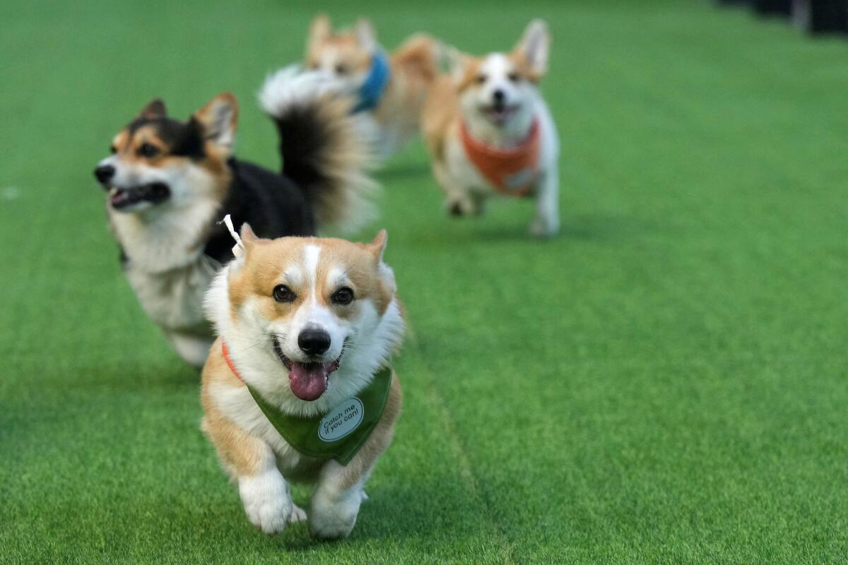 Corgi dogs run during the Corgi Race festival in Vilnius, Lithuania August 23, 2025.